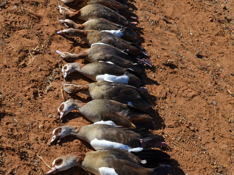 Morning Goose Hunt in Africa.jpg